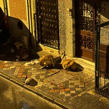 İBB - İstanbul Büyükşehir Belediyesi Bağcılar'da Başıboş Köpek Rahatsızlığı
