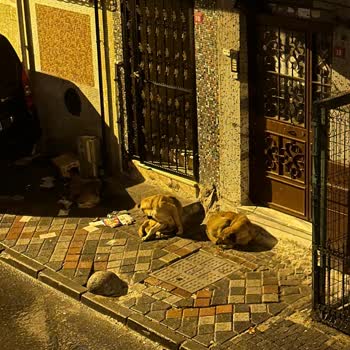 İBB - İstanbul Büyükşehir Belediyesi Bağcılar'da Başıboş Köpek Rahatsızlığı