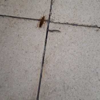 Podium AVM'deki Böcek İstilası