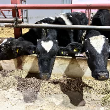 TARSİM'in Neden Belirtmeksizin Canlı Hayvan Sigortamızı İptal Etmesi