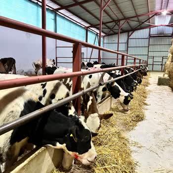 TARSİM'in Neden Belirtmeksizin Canlı Hayvan Sigortamızı İptal Etmesi