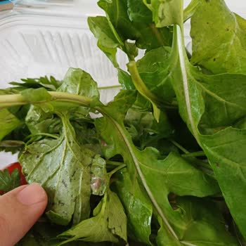 Kırçiçeği Restaurant Fiyasko Sipariş. Çamurlu Salata