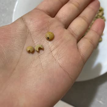 A101'den Gelen Siparişte Tat Marka Yeşil Mercimek Böcekli Çıktı.