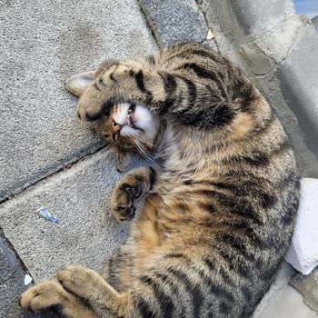 Bağcılar Belediyesi Hayvan Barınağı Bacağı Kırık Kedi Öldürdüler