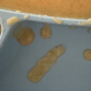 Makarna Lütfen Aldığım Çorbadan Kıl Çıktı