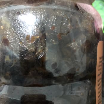 Kaanlar Zeytin Bozuk Çıktı.