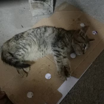 İBB - İstanbul Büyükşehir Belediyesi Hasta Sokak Kedisi