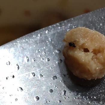 indomie Yemekte Şaşırtan Misafir: Karınca!