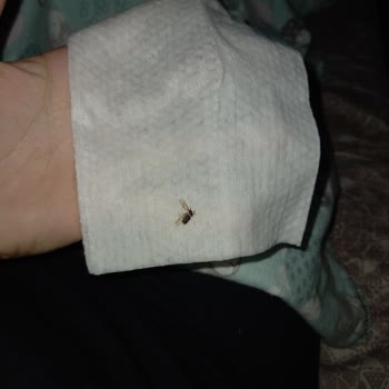 Molfix İslak Mendil İçinde Böcek