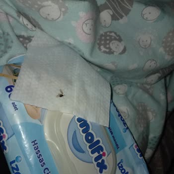 Molfix İslak Mendil İçinde Böcek