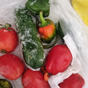 Samsung Buzdolabı Donma ve Karlanma Yapıyor