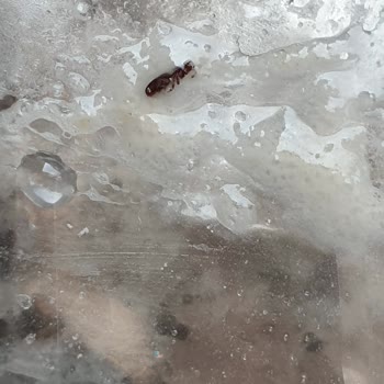 Schar Unundan Böcek Çıktı