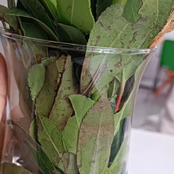 Çiçek Sepeti Gelen Çiçeğin Hali