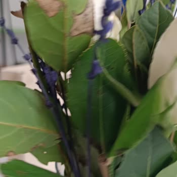 Çiçek Sepeti Gelen Çiçeğin Hali