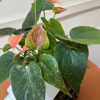 ÇiçekSepeti Çiçek Sepetinin 499 TL'ye Solmuş Kötü Çiçek Göndermesi.