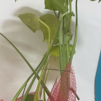 ÇiçekSepeti Kötü Ürün Teslimi