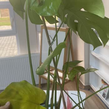 ÇiçekSepeti Kötü Ürün Teslimi