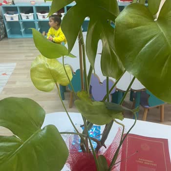 ÇiçekSepeti Kötü Ürün Teslimi