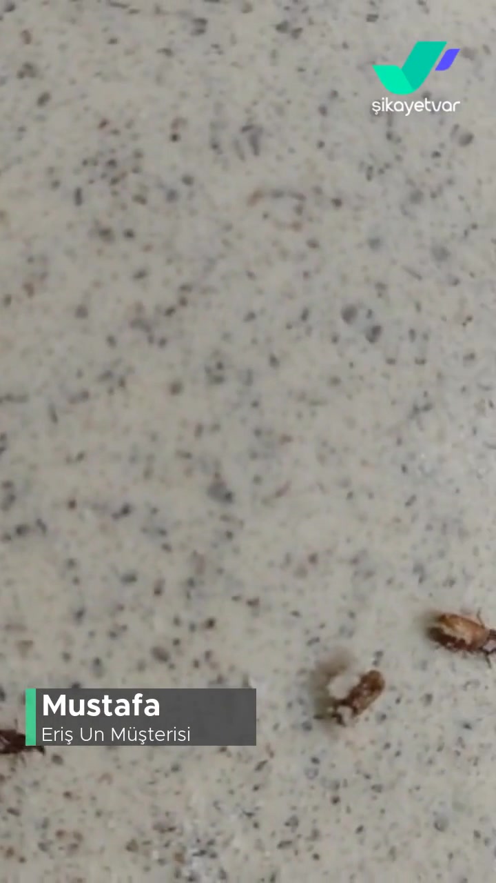 Eriş Un'dan Canlı Böcekler Çıkıyor! videonun kapak resmi