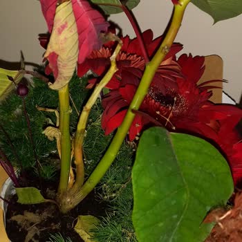 Çiçek Sepeti Taklit Ürün ve Kusurlu Ürün