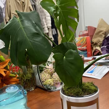 ÇiçekSepeti Çiçek Solmuş Kötü Durumda Gitti