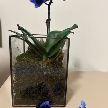 Çiçek Sanat Kırık Çiçek Ayıbı