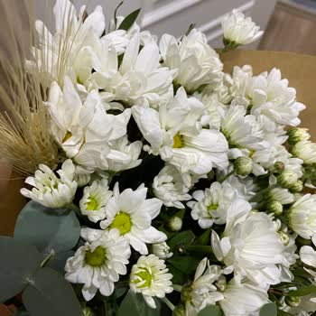 Begonya Çiçek & Çikolata Papatya Buketi Haşat Olmuş Vaziyette Geldi