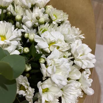 Begonya Çiçek & Çikolata Papatya Buketi Haşat Olmuş Vaziyette Geldi