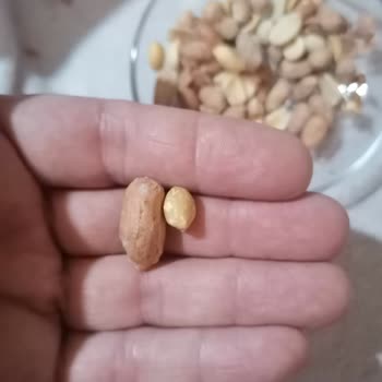 Çerezya Minik Fıstıklar Büyük Hayal Kırıklığı Yarattı