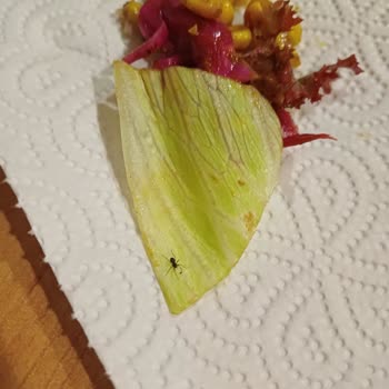 Bowl Department (Nişantaşı) İlk Bowl Deneyimim Hayal Kırıklığıyla Sonuçlandı