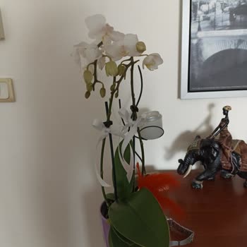 ÇiçekSepeti Öğretmenler Günü Hayal Kırıklığı
