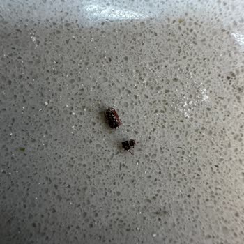 Mlife Bio Organik Buğday Unundan Böcek Çıktı