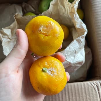 Avokadocu Ayşe Yanlış Ve Kusurlu Ürün Gönderimi