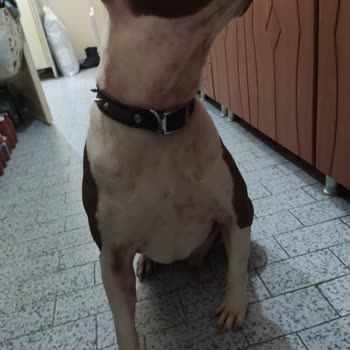 Pro Plan Somonlu Mama Köpeğimde Alerji Yaptı Egzamaya Sebep Oldu