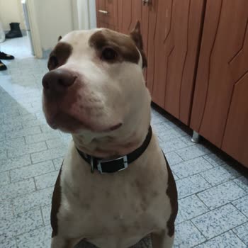 Pro Plan Somonlu Mama Köpeğimde Alerji Yaptı Egzamaya Sebep Oldu