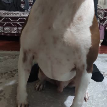Pro Plan Somonlu Mama Köpeğimde Alerji Yaptı Egzamaya Sebep Oldu