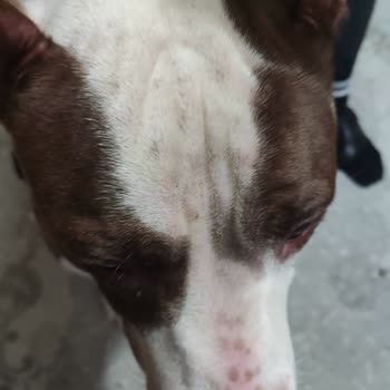 Pro Plan Somonlu Mama Köpeğimde Alerji Yaptı Egzamaya Sebep Oldu