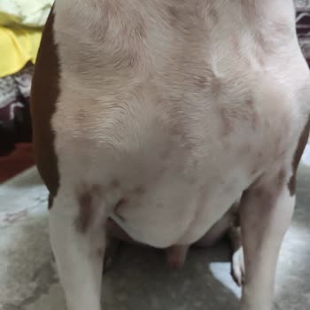 Pro Plan Somonlu Mama Köpeğimde Alerji Yaptı Egzamaya Sebep Oldu