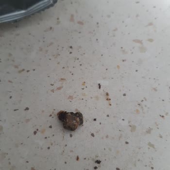 Çerezos Cips Paketi İçerisinden Çıkan Yabancı Madde