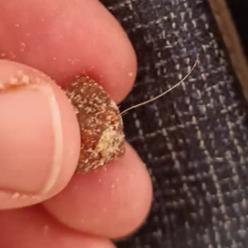 Nestle Nesfit Ürününden Çıkan İnsan Kilit