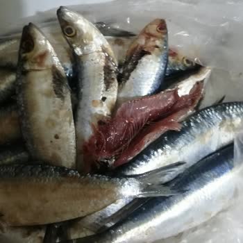Migros Sanal Market Çürümüş Balık Gönderdi