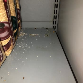 Migros Mağazasında Fare Var