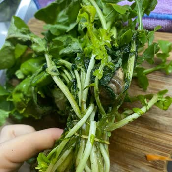 Carrefour Markette Rokanın İçinden Salyangoz Çıktı