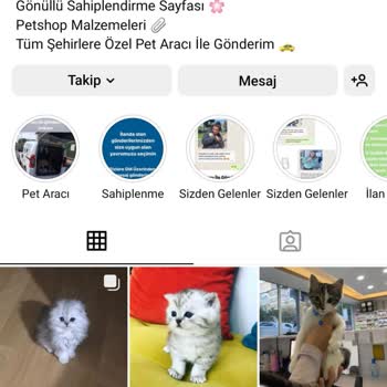 İremvepatileri (Instagram) Kedi Sahiplenme Şikayeti