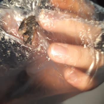 Erşan Et Kavurma İçinden Hayvan Parçası Çıktı