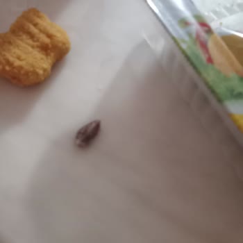 Erpiliç Nugget Kemik Çıktı