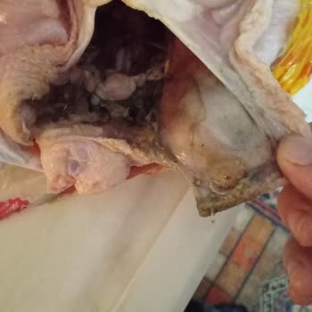 Erpiliç Nugget Kemik Çıktı