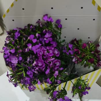 Çiçek Sepeti Kusurlu Ve Eksik Ürün