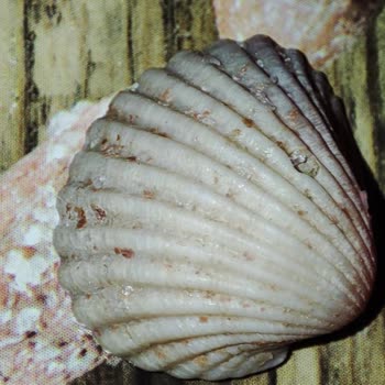 Simbat Tuzlu Fıstığın İçinden Deniz Kabuğu Çıktı