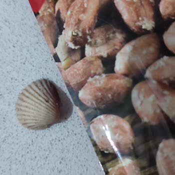 Simbat Tuzlu Fıstığın İçinden Deniz Kabuğu Çıktı